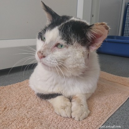 Amber the Shy Cat Seeks a Calm, Caring Home After Overcoming Neck Injury