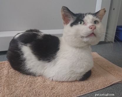 Amber the Shy Cat Seeks a Calm, Caring Home After Overcoming Neck Injury