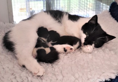 Why Early Neutering Matters: A Nine-Month-Old Cat’s Pregnancy Highlights the Risks