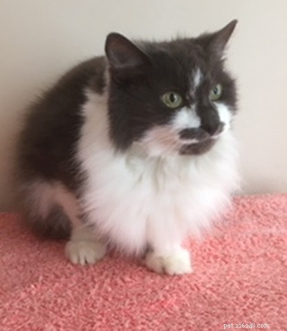 Tenant s No-Pets Rule Leaves 10-Year-Old Cat Baggy Homeless