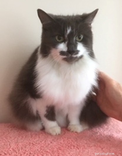 Tenant s No-Pets Rule Leaves 10-Year-Old Cat Baggy Homeless