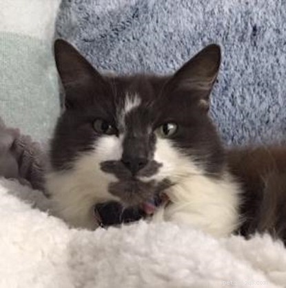 Tenant s No-Pets Rule Leaves 10-Year-Old Cat Baggy Homeless