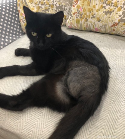 Battered Kitten Recovers After Rescue from A-Road Collision