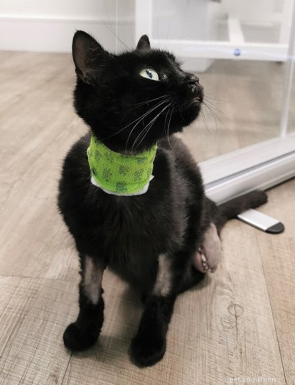 Battered Kitten Recovers After Rescue from A-Road Collision