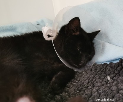 Battered Kitten Recovers After Rescue from A-Road Collision