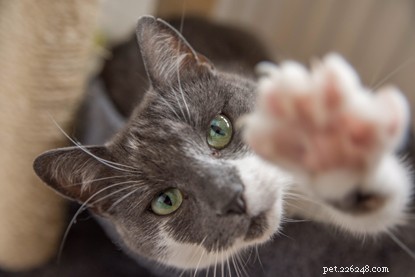 Is Your Cat Really Naughty? Uncover the Truth Behind Common Cat Behaviors