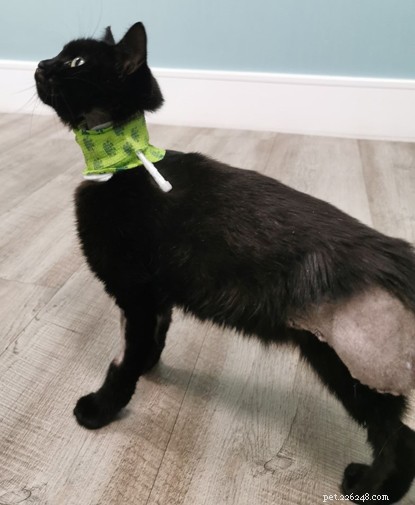 Battered Kitten Recovers After Rescue from A-Road Collision