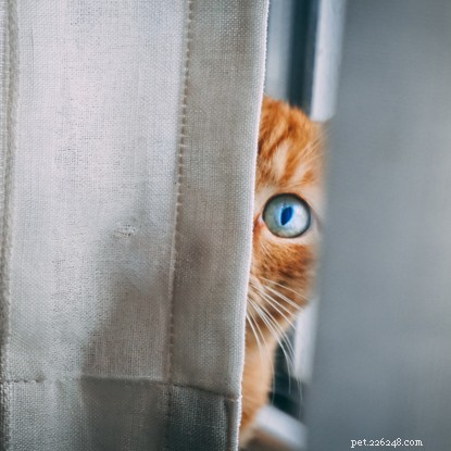 Is Your Cat Really Naughty? Uncover the Truth Behind Common Cat Behaviors