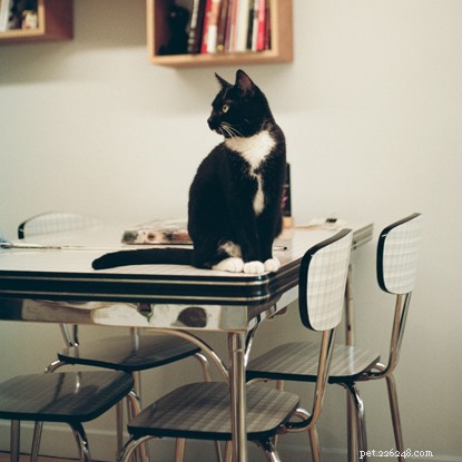 Is Your Cat Really Naughty? Uncover the Truth Behind Common Cat Behaviors