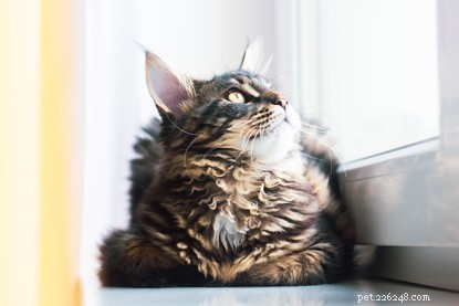 What Drives Your Cat s Zoomies—and How to Manage Them Safely