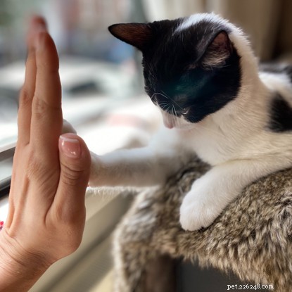 What Drives Your Cat s Zoomies—and How to Manage Them Safely