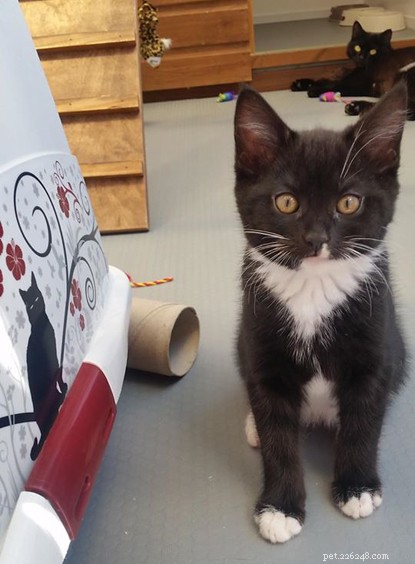 £50,000 Donation by Support Adoption For Pets Expands Feral Cat Neutering Across UK
