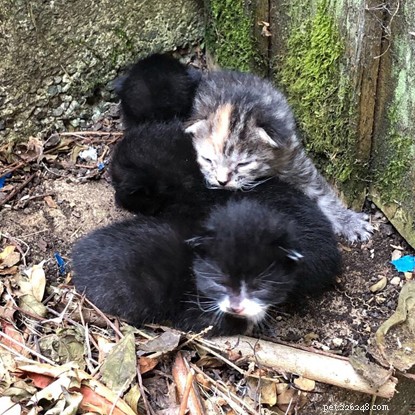 £50,000 Donation by Support Adoption For Pets Expands Feral Cat Neutering Across UK