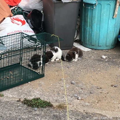 £50,000 Donation by Support Adoption For Pets Expands Feral Cat Neutering Across UK
