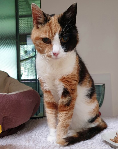 12-Year-Old Lost Cat Reunited at Loch Lomond Campsite – A Heartwarming Story