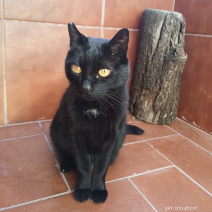 Cats Protection Announces Winner of Pawsome Afternoon Tea Baking Competition
