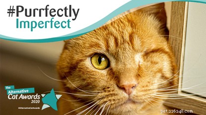 Hopeful Future: Two Resilient Cats Find Loving Home Despite Disabilities