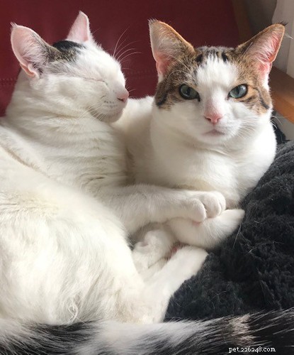 Hopeful Future: Two Resilient Cats Find Loving Home Despite Disabilities
