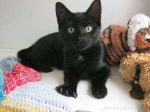 Celebrating 5 Years of Success: Over 1,000 Cats Rehomed by Anglia Coastal Branch