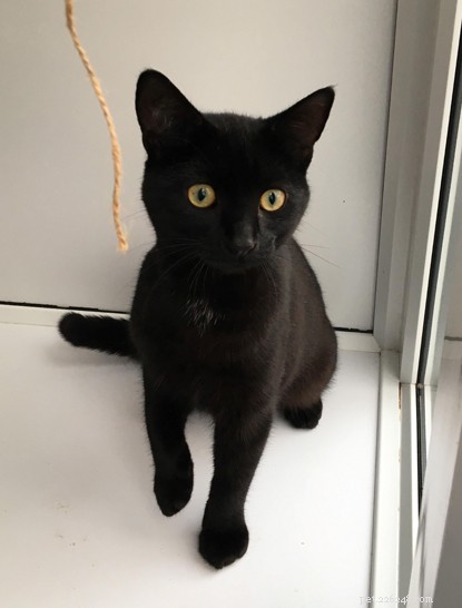 Celebrating 5 Years of Success: Over 1,000 Cats Rehomed by Anglia Coastal Branch