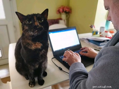 Why Working at Cats Protection Is a Fulfilling Career