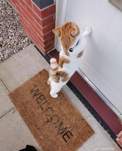 Three-Legged Cat Mylo Overcomes Adversity with Joyful Play