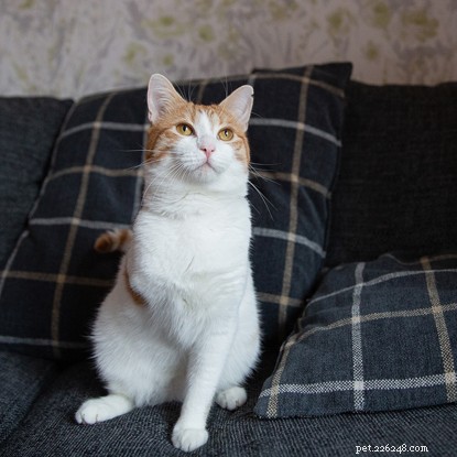 Three-Legged Cat Mylo Overcomes Adversity with Joyful Play