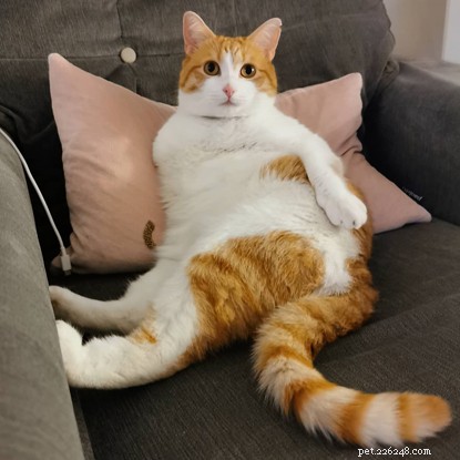 Three-Legged Cat Mylo Overcomes Adversity with Joyful Play