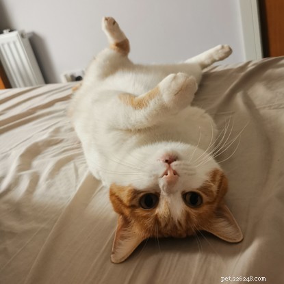 Three-Legged Cat Mylo Overcomes Adversity with Joyful Play