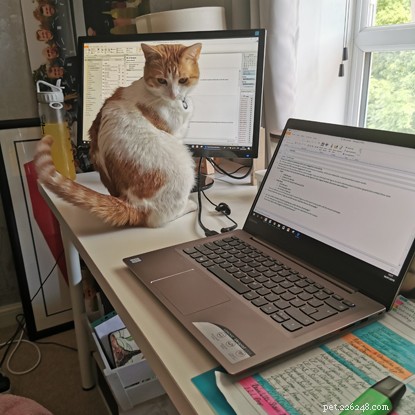 Three-Legged Cat Mylo Overcomes Adversity with Joyful Play