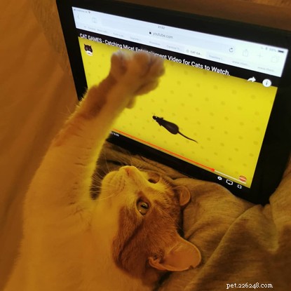 Three-Legged Cat Mylo Overcomes Adversity with Joyful Play