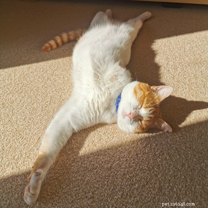 Three-Legged Cat Mylo Overcomes Adversity with Joyful Play
