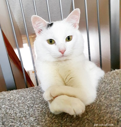 Cats Protection and PURINA® Announce Alternative Cat Awards Winners