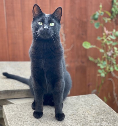 Cats Protection and PURINA® Announce Alternative Cat Awards Winners
