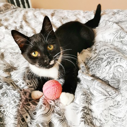 Cats Protection and PURINA® Announce Alternative Cat Awards Winners