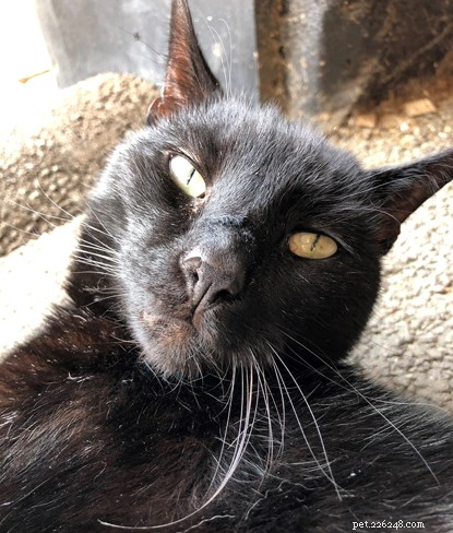Cats Protection and PURINA® Announce Alternative Cat Awards Winners