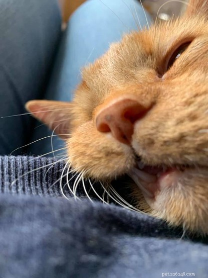 Veterinary Couple Embarks on 5‑Day Alpine Trek to Fund Homeless Cats and Kittens