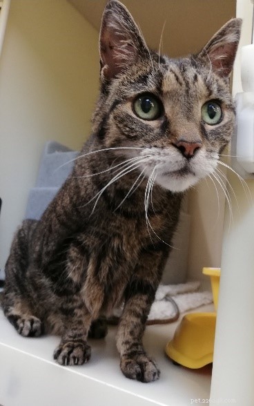 Heartwarming Journeys: Portia, Jinky, Bella & Sophie Found Loving Homes via Our Cat Guardians Service