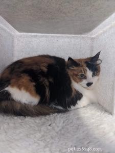Heartwarming Journeys: Portia, Jinky, Bella & Sophie Found Loving Homes via Our Cat Guardians Service