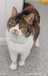 Heartwarming Journeys: Portia, Jinky, Bella & Sophie Found Loving Homes via Our Cat Guardians Service