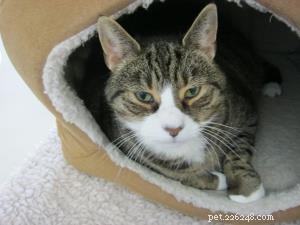 Heartwarming Journeys: Portia, Jinky, Bella & Sophie Found Loving Homes via Our Cat Guardians Service