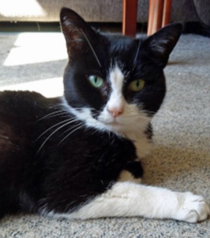 Meet Holly: A 15-Year-Old Rescued Cat Seeking a Loving Home