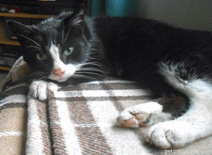 Meet Holly: A 15-Year-Old Rescued Cat Seeking a Loving Home
