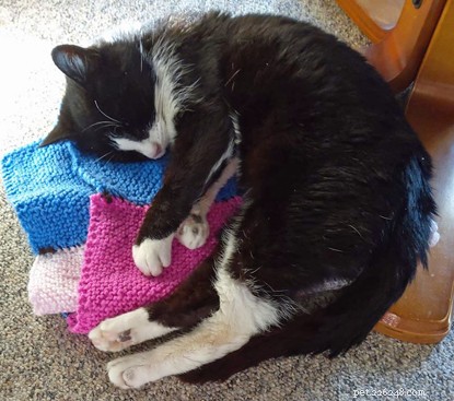 Meet Holly: A 15-Year-Old Rescued Cat Seeking a Loving Home