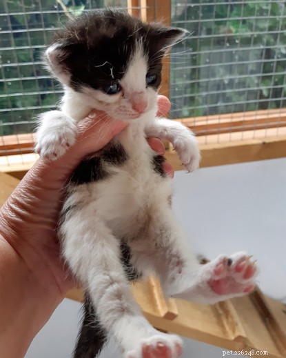 Urgent Appeal: Southampton Cats Protection Seeks Donations to Care for 24 Rescued Cats