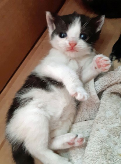 Urgent Appeal: Southampton Cats Protection Seeks Donations to Care for 24 Rescued Cats