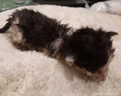 Urgent Appeal: Southampton Cats Protection Seeks Donations to Care for 24 Rescued Cats