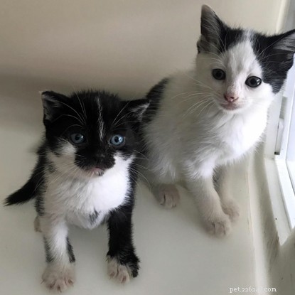 Mowzer the Dwarf Kitten Finds Loving Home at Cornwall Adoption Centre