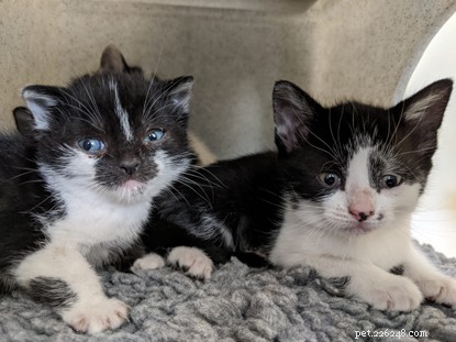 Mowzer the Dwarf Kitten Finds Loving Home at Cornwall Adoption Centre