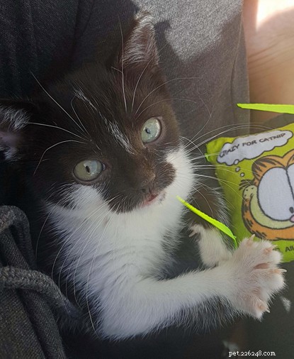 Mowzer the Dwarf Kitten Finds Loving Home at Cornwall Adoption Centre
